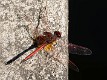 Trithemis arteriosa male (1 of 5)